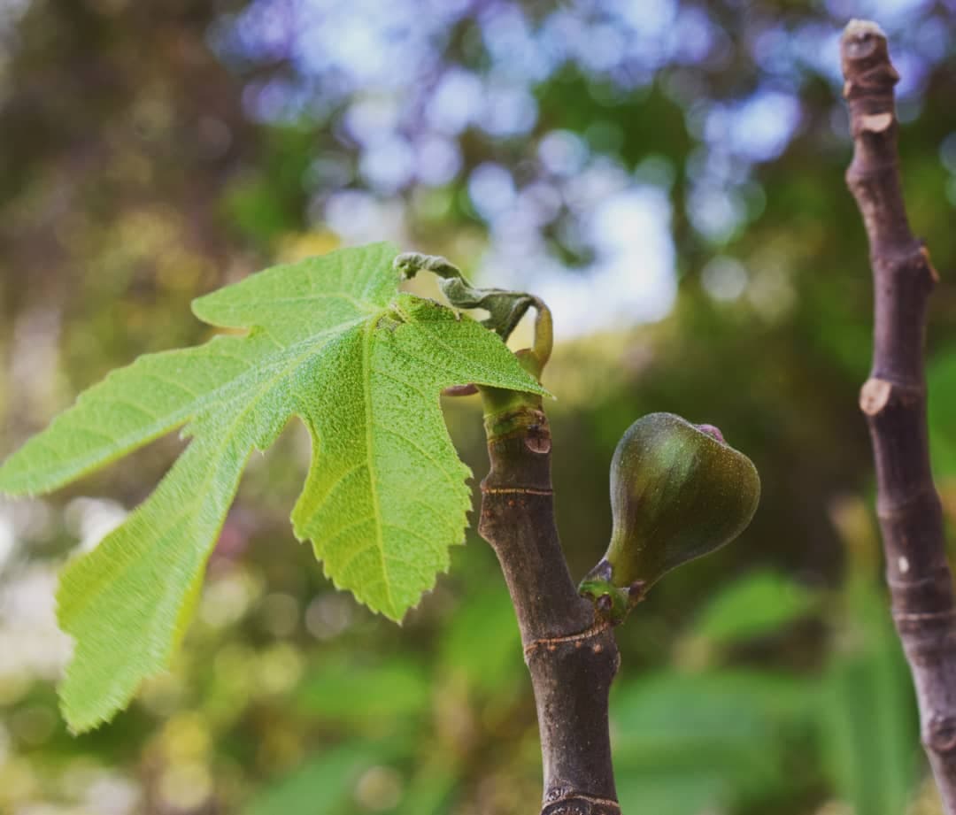 Figų sodas Graikijoje — vienas iš ūkių, kurį lankysite